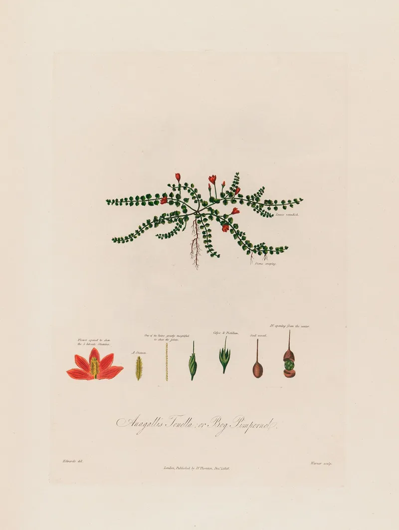 Anagallis Tenella Or Bog Pimpernel Wall Art by Robert John Thornton - High-Resolution Digital Print