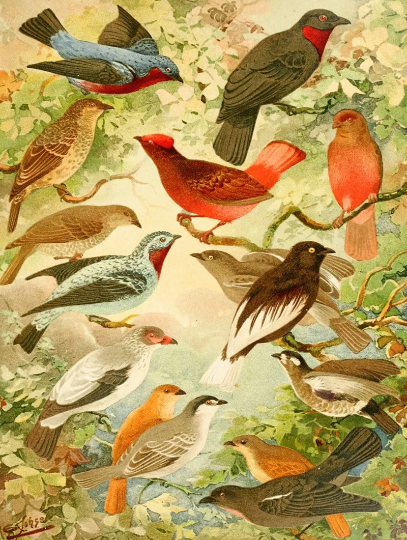 Anambes Wall Art by Emil August Göldi - High-Resolution Digital Print