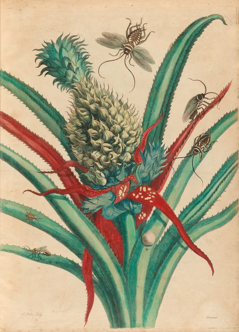 Ananas 6