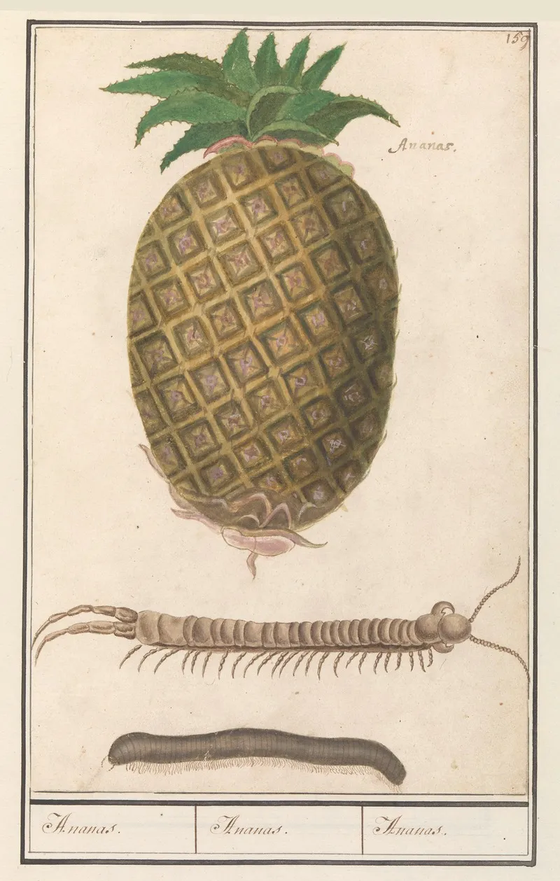 Ananas Ananas Comosus Ananas Ananas Ananas Wall Art by Anselmus Boëtius de Boodt - High-Resolution Digital Print