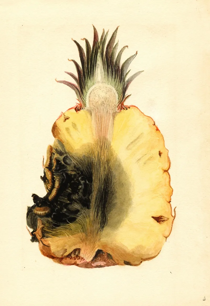 Ananas Comosus Pineapple 2 Wall Art by James Marion Shull - High-Resolution Digital Print