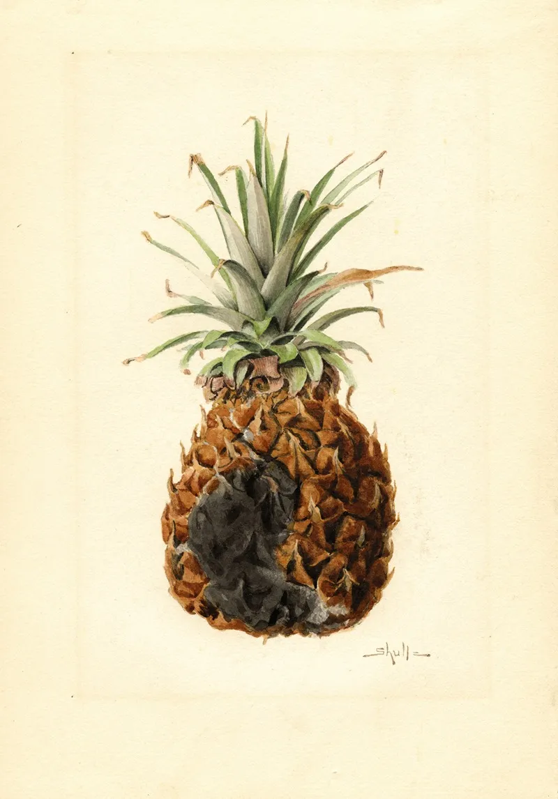 Ananas Comosus Pineapple 3 Wall Art by James Marion Shull - High-Resolution Digital Print