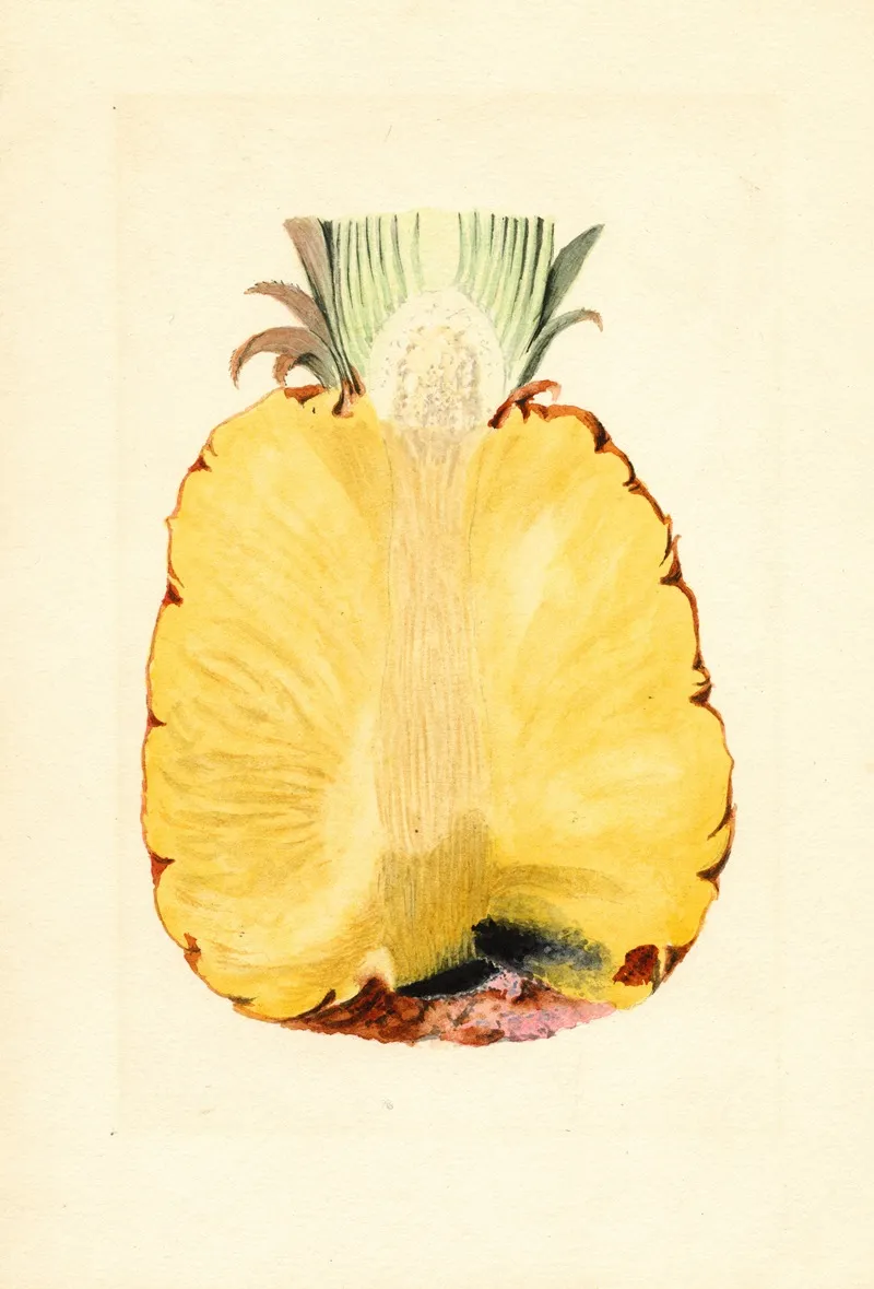 Ananas Comosus Pineapple 4 Wall Art by James Marion Shull - High-Resolution Digital Print