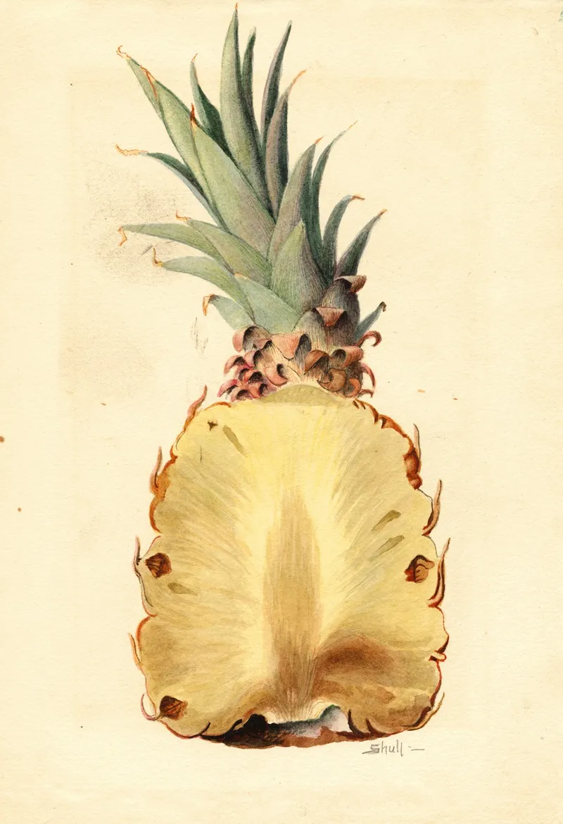 Ananas Comosus Pineapple 5 Wall Art by James Marion Shull - High-Resolution Digital Print