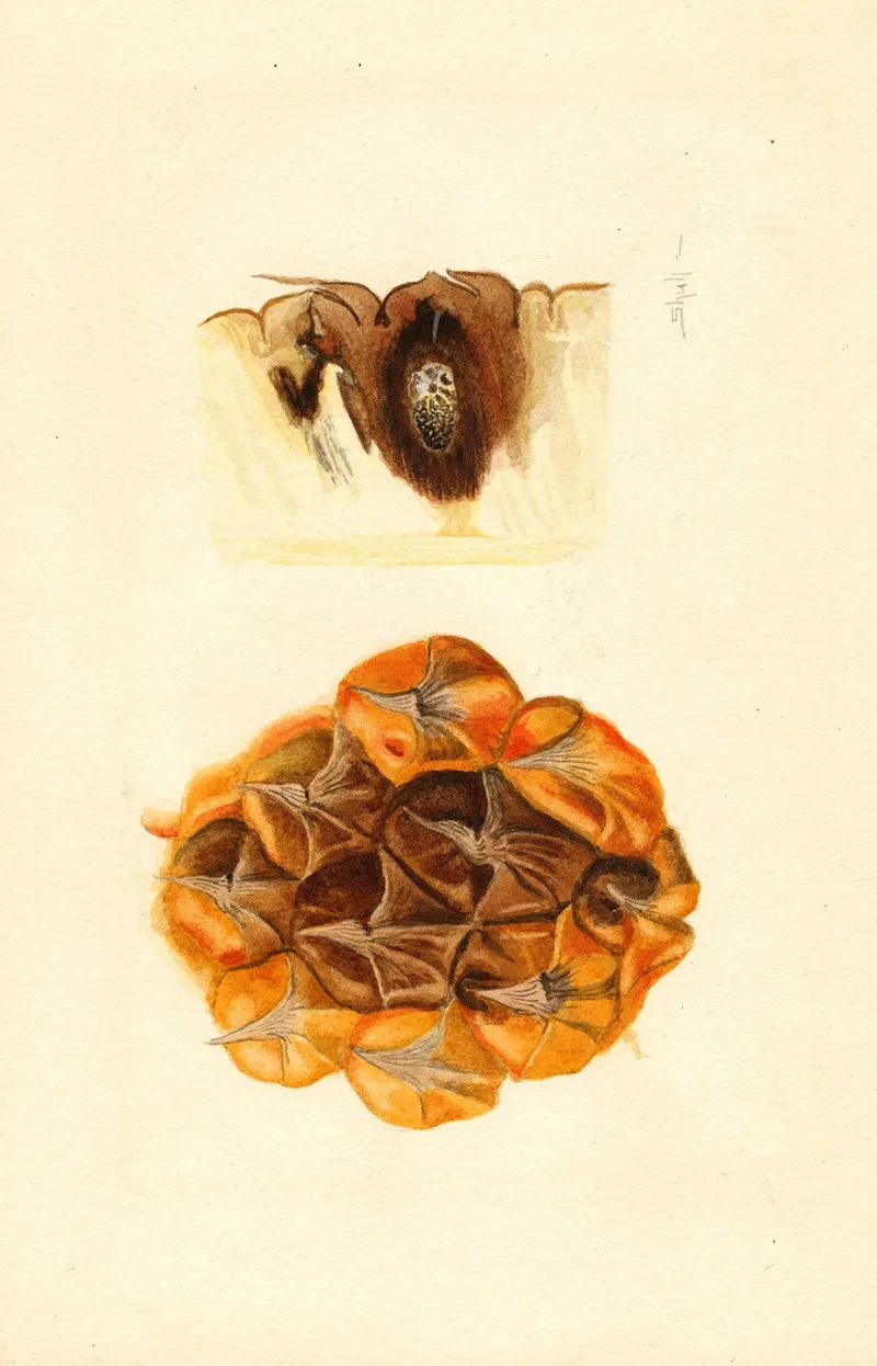 Ananas Comosus Wall Art by James Marion Shull - High-Resolution Digital Print