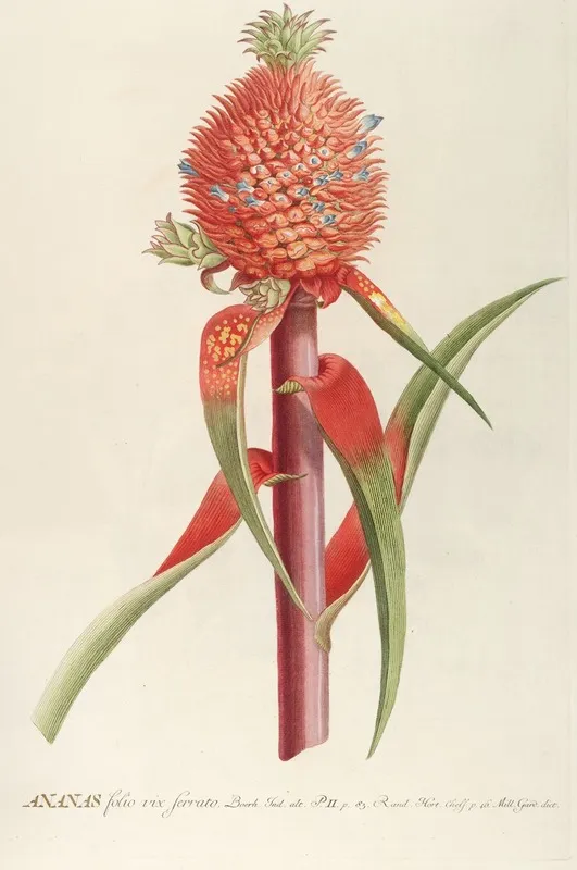 Ananas Ii Wall Art by Georg Dionysius Ehret - High-Resolution Digital Print