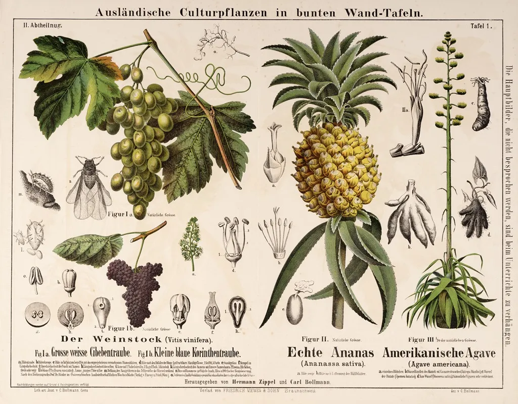 Ananassa Sativa Agave Americana Vitis Vinifera Ananas Agave Druif Wall Art by Hermann Zippel - High-Resolution Digital Print
