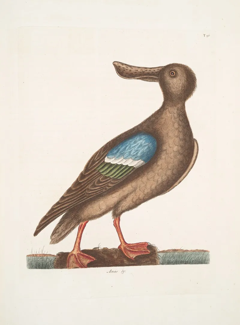 Anas Americanus The Blue Wing Shoveler Wall Art by Mark Catesby - High-Resolution Digital Print