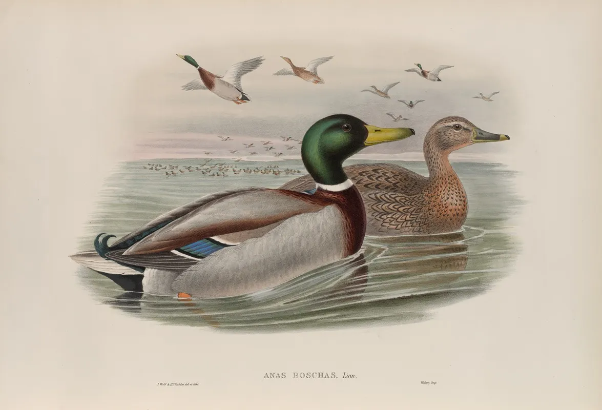 Anas Boschas Mallard Or Wild Duck Wall Art by John Gould - High-Resolution Digital Print