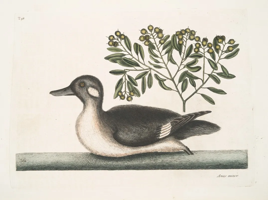 Anas Minor The Little Brown Duck Wall Art by Mark Catesby - High-Resolution Digital Print