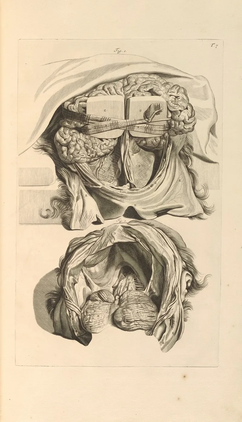 Anatomia Humani Corporis Pl 008