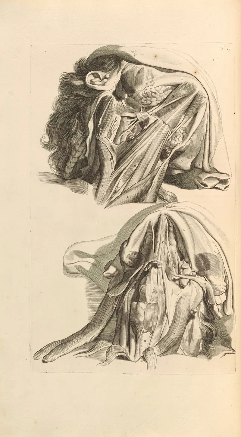 Anatomia Humani Corporis Pl 016