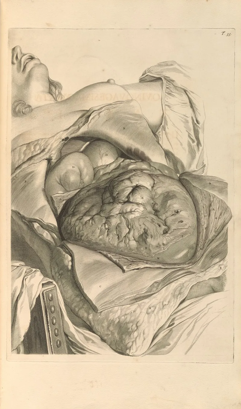 Anatomia Humani Corporis Pl 056