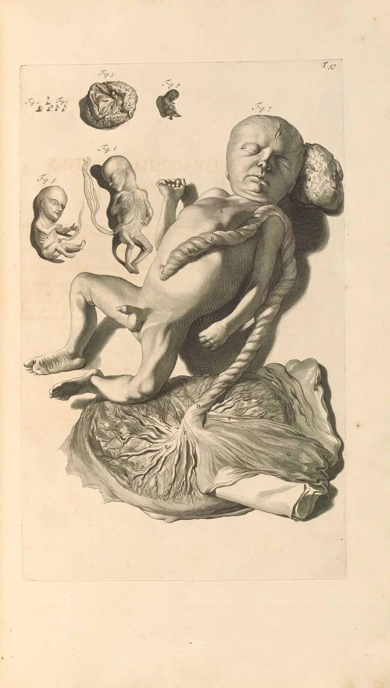 Anatomia Humani Corporis Pl 058