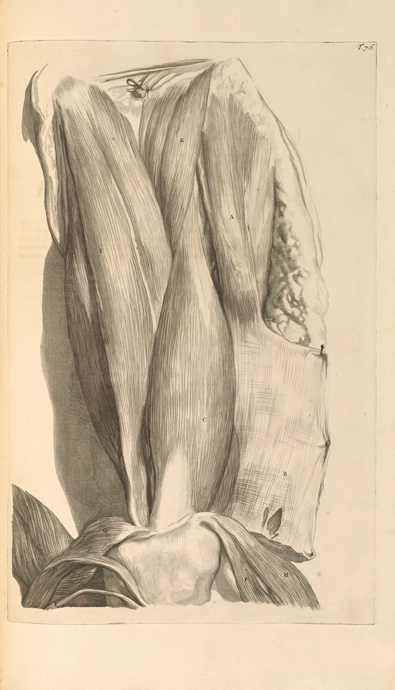 Anatomia Humani Corporis Pl 077