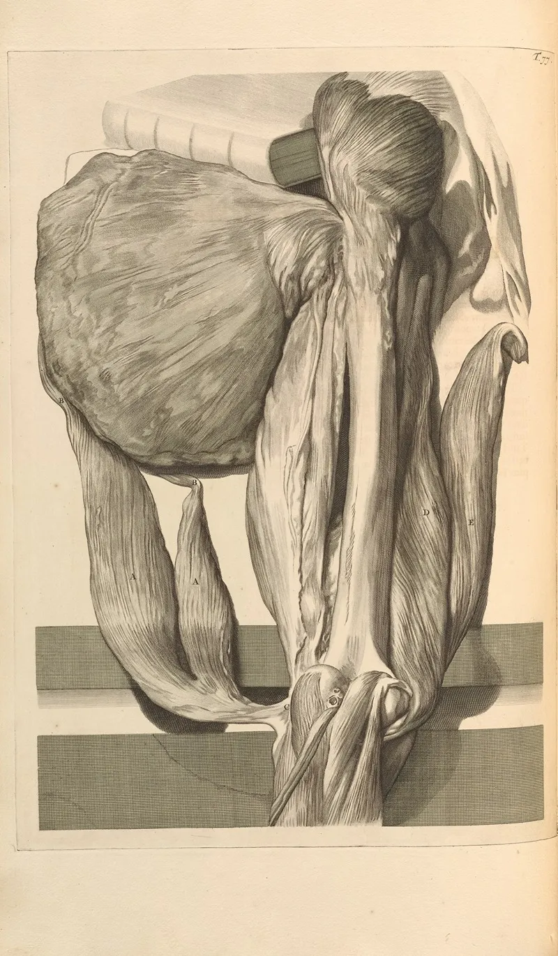 Anatomia Humani Corporis Pl 078