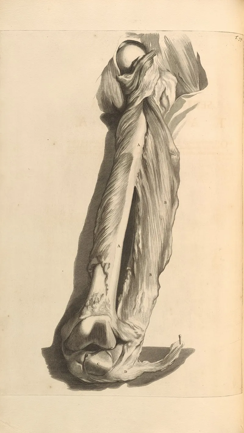 Anatomia Humani Corporis Pl 080