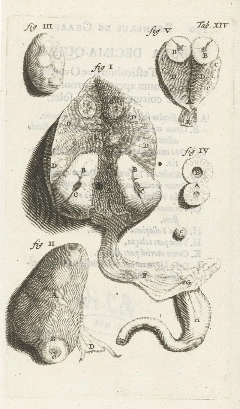 Anatomical Detail Image Of Various Female Genitalia Wall Art by Hendrik Bary - High-Resolution Digital Print