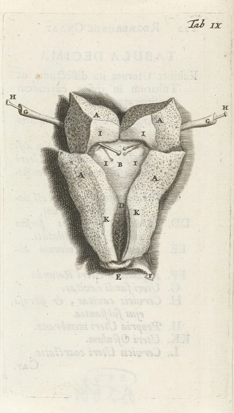 Anatomical Drawing Of The Inside Of The Uterus Wall Art by Hendrik Bary - High-Resolution Digital Print