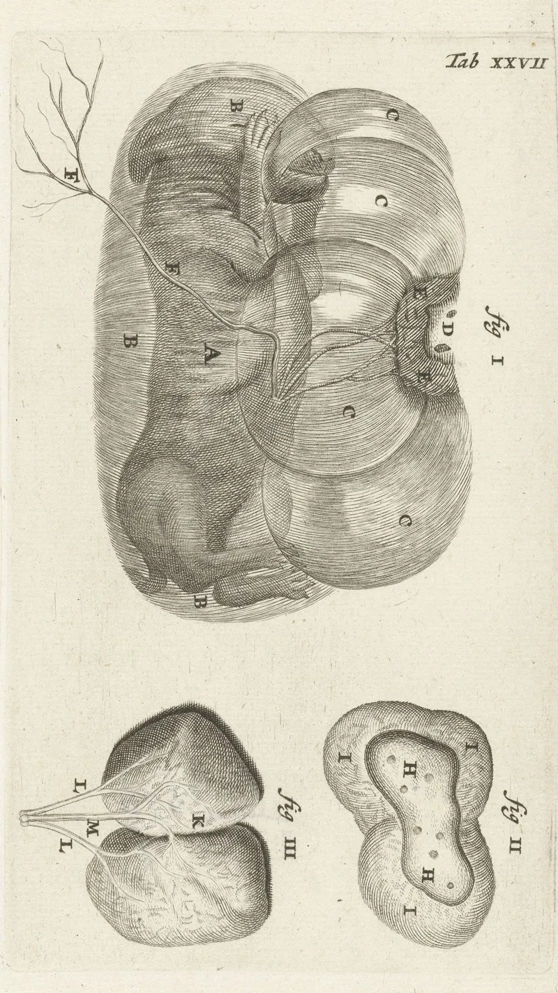Anatomical Illustration Of A Rabbit Fetus In The Uterus And The Placenta Wall Art by Hendrik Bary - High-Resolution Digital Print