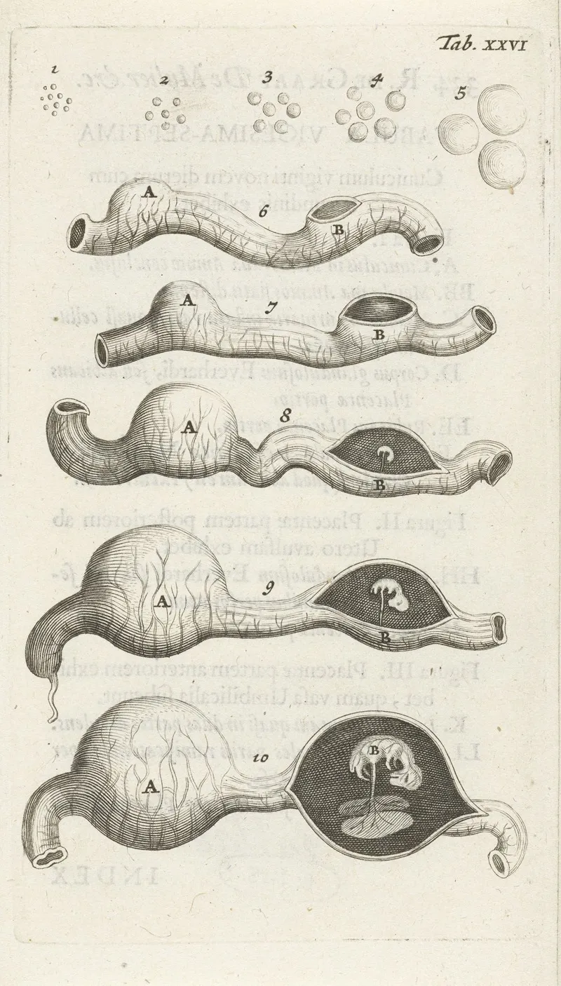 Anatomical Illustration Of Growth Stages Of The Embryo In The Uterus Wall Art by Hendrik Bary - High-Resolution Digital Print