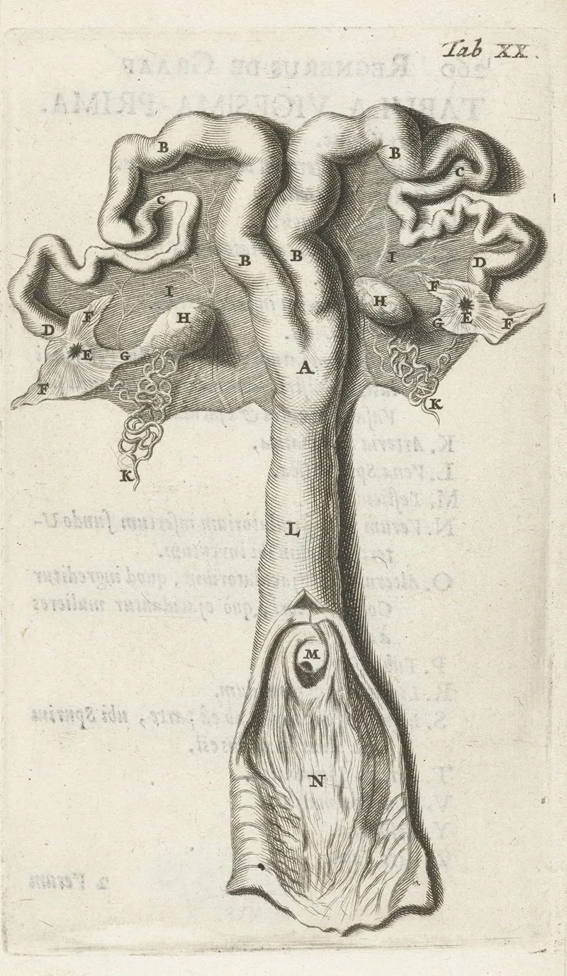 Anatomical Illustration Of The Cervix Uterus Fallopian Tubes And Ovaries Wall Art by Hendrik Bary - High-Resolution Digital Print