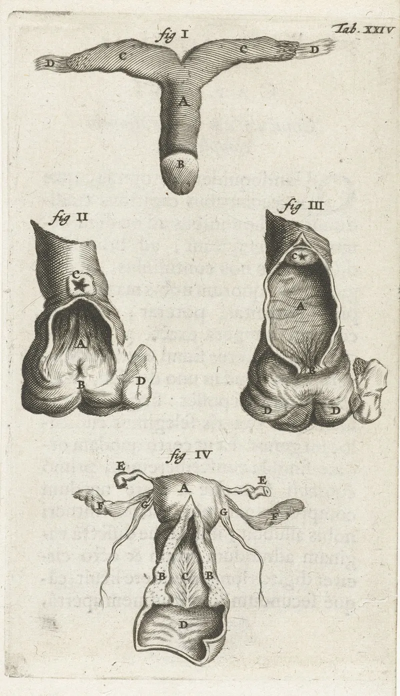 Anatomical Illustration Of The Clitoris Vagina And Uterus Wall Art by Hendrik Bary - High-Resolution Digital Print