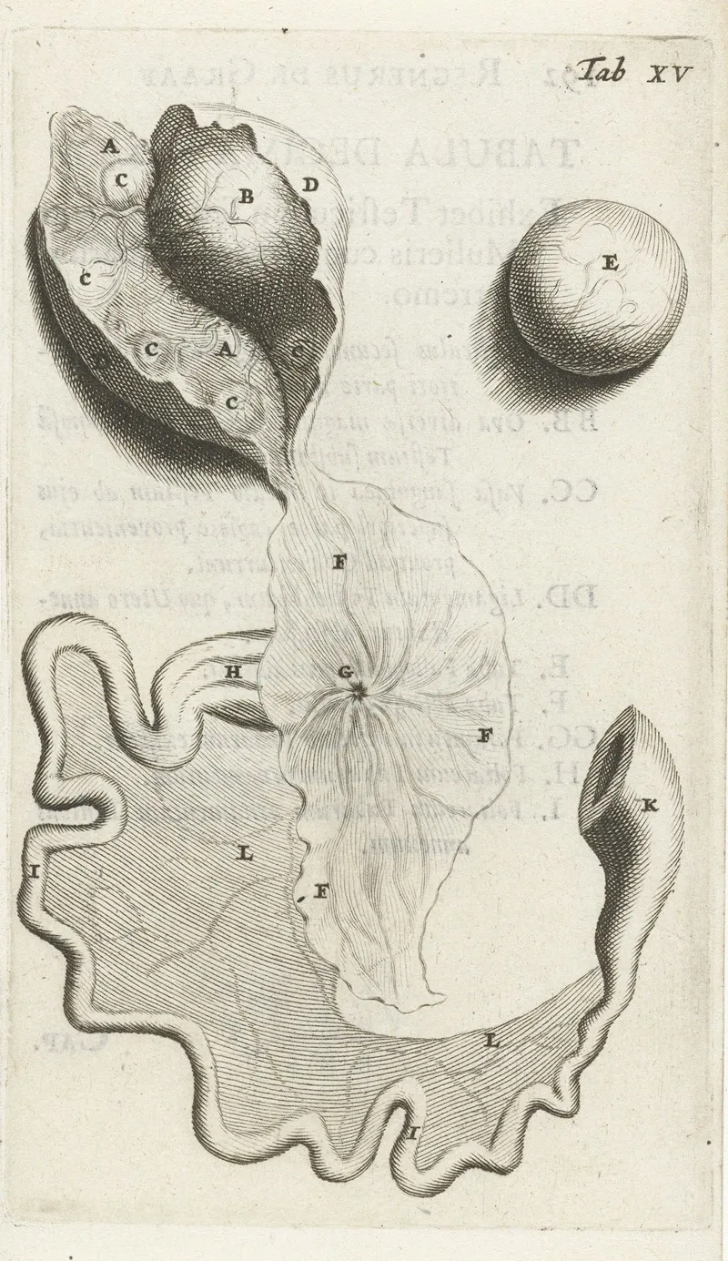 Anatomical Illustration Of The Fallopian Tube And Ovaries Wall Art by Hendrik Bary - High-Resolution Digital Print
