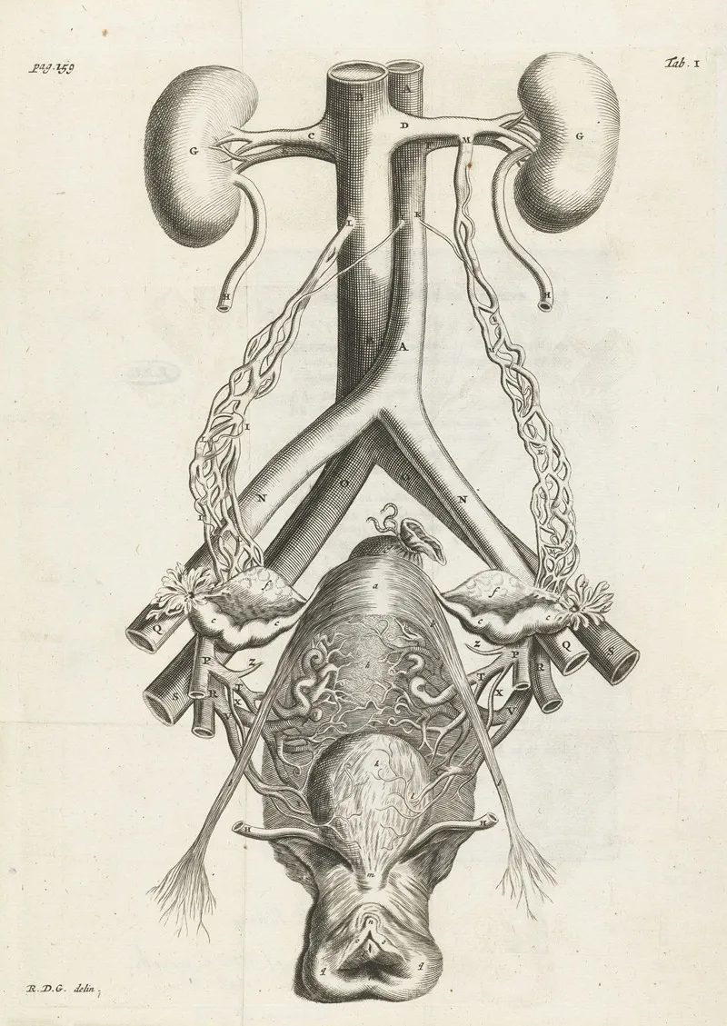 Anatomical Illustration Of The Female Reproductive Organs And Kidneys Wall Art by Hendrik Bary - High-Resolution Digital Print