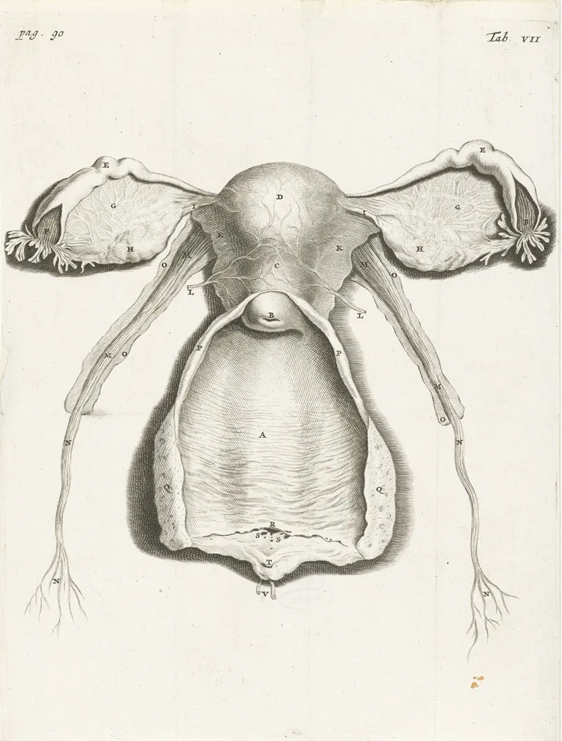 Anatomical Illustration Of The Inside Of The Uterus Fallopian Tube And Ovaries Wall Art by Hendrik Bary - High-Resolution Digital Print