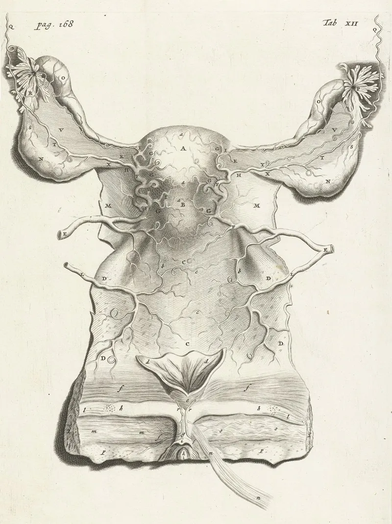 Anatomical Illustration Of The Inside Of The Uterus Wall Art by Hendrik Bary - High-Resolution Digital Print