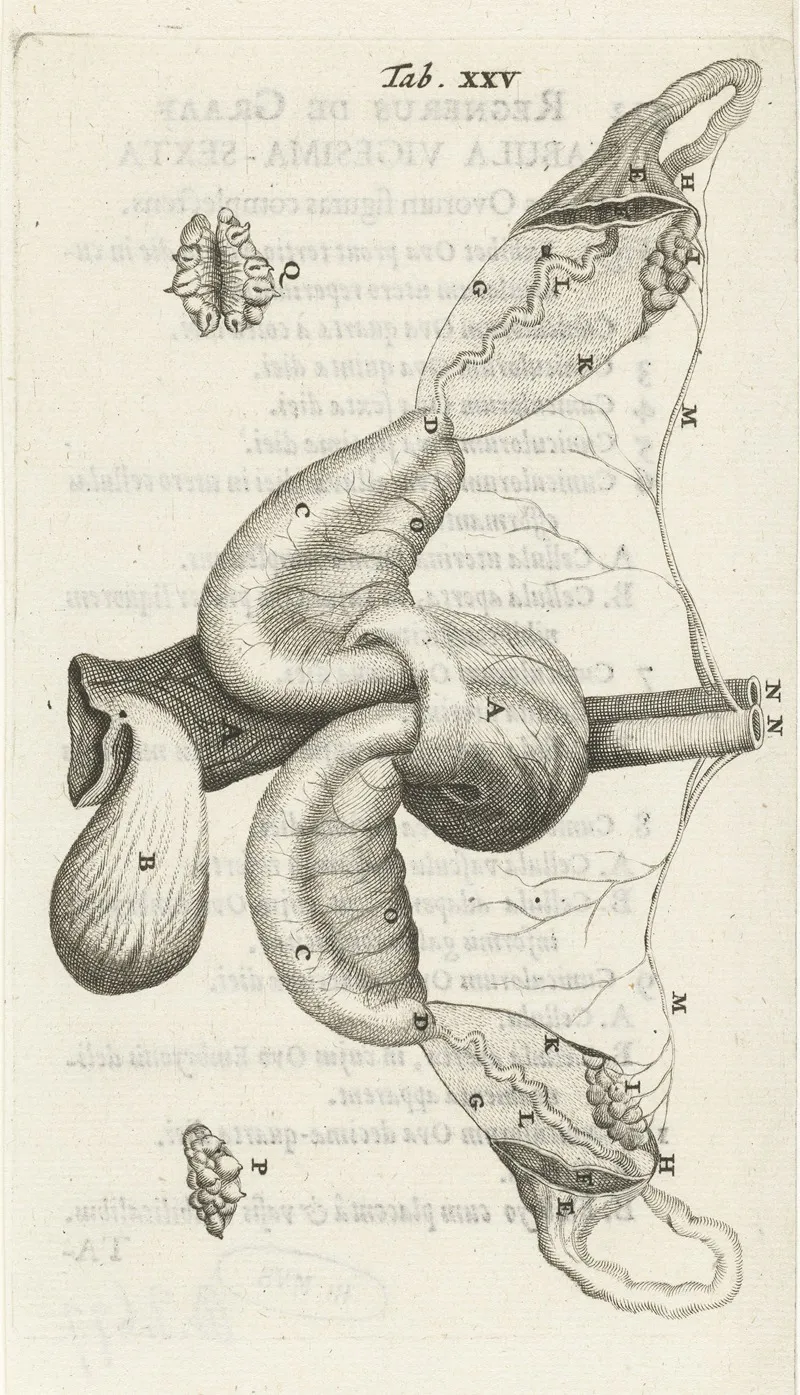 Anatomical Illustration Of The Ovaries And Fallopian Tubes Wall Art by Hendrik Bary - High-Resolution Digital Print