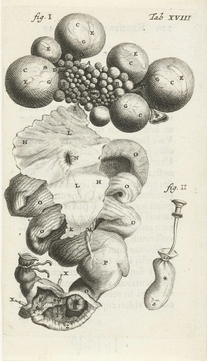 Anatomical Illustration Of The Path Of The Egg In The Uterus Wall Art by Hendrik Bary - High-Resolution Digital Print