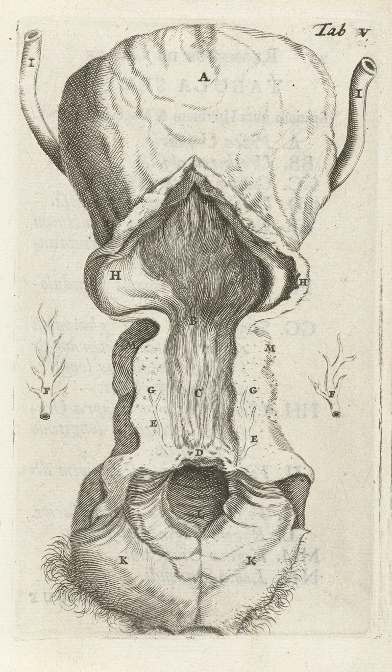 Anatomical Illustration Of The Vagina And The Uterus 2 Wall Art by Hendrik Bary - High-Resolution Digital Print