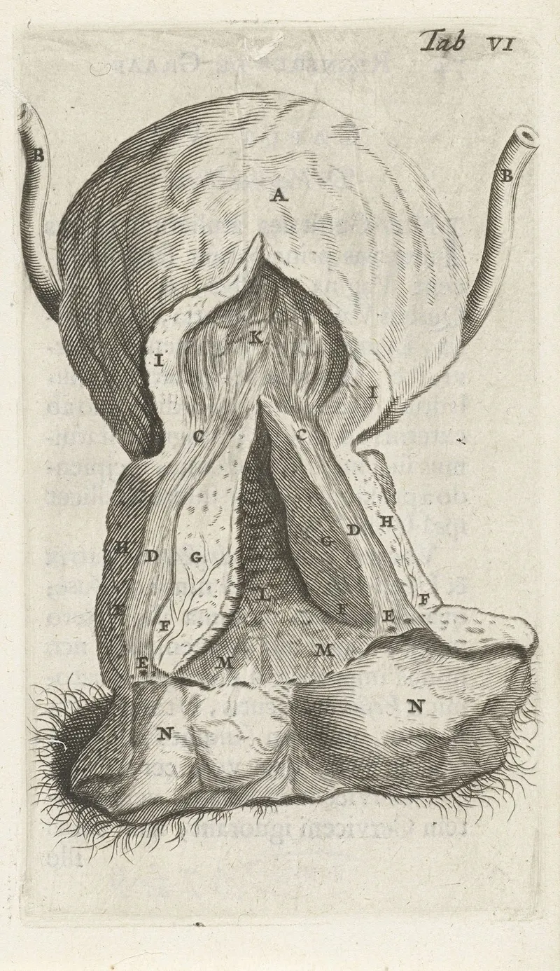 Anatomical Illustration Of The Vagina And The Uterus Wall Art by Hendrik Bary - High-Resolution Digital Print