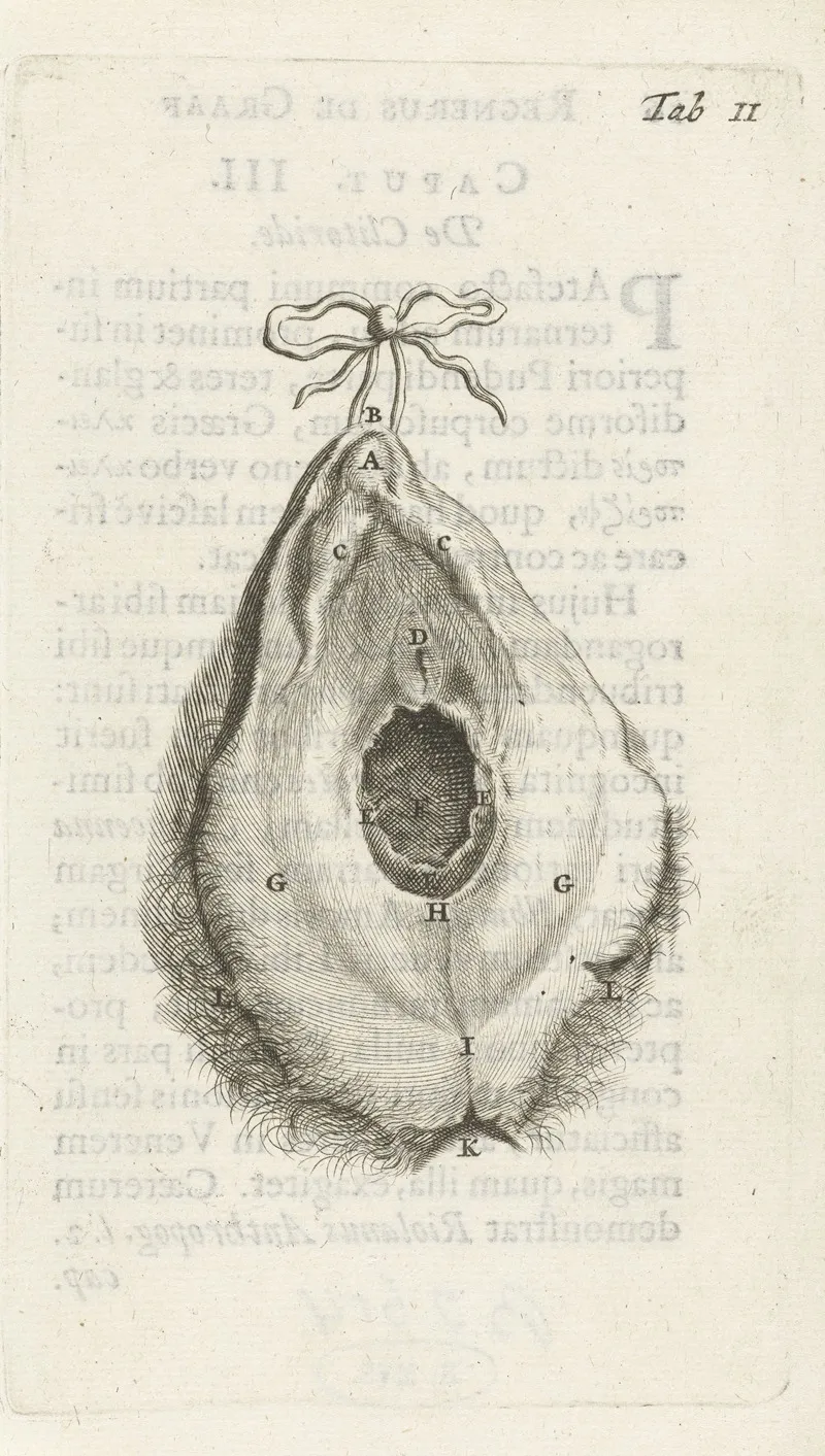 Anatomical Illustration Of The Vagina Wall Art by Hendrik Bary - High-Resolution Digital Print