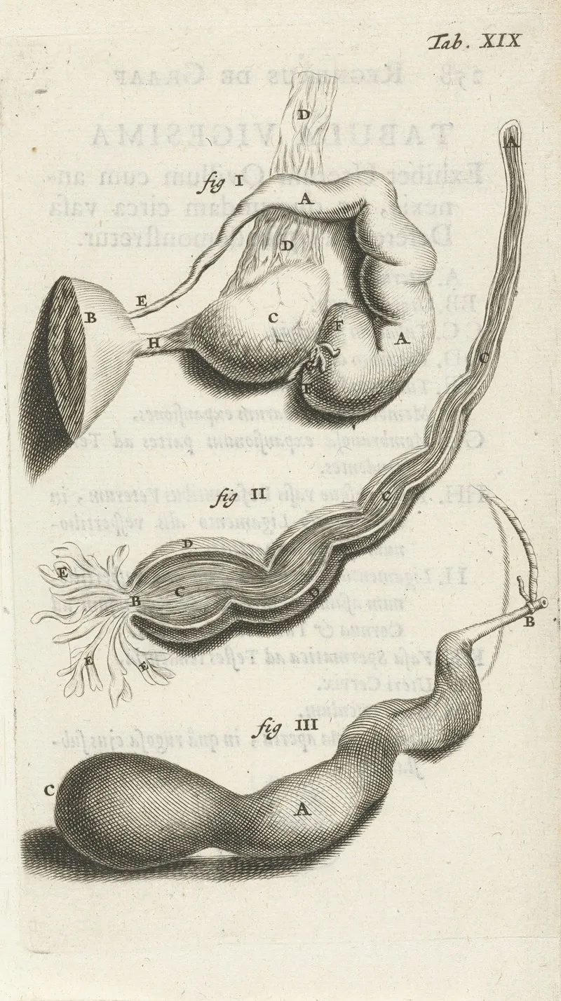 Anatomical Illustration Of Various Female Genitalia Wall Art by Hendrik Bary - High-Resolution Digital Print