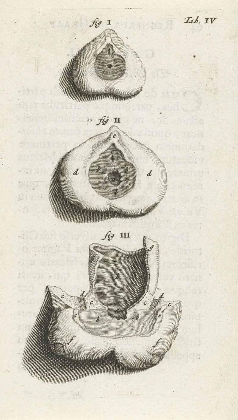 Anatomical Image Of A Sphincter Wall Art by Hendrik Bary - High-Resolution Digital Print