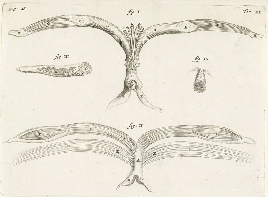 Anatomical Image Of Female Genitalia Wall Art by Hendrik Bary - High-Resolution Digital Print