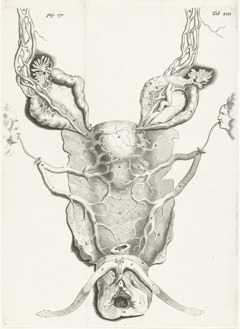 Anatomical Image Of The Uterus In Enlarged Form Wall Art by Hendrik Bary - High-Resolution Digital Print