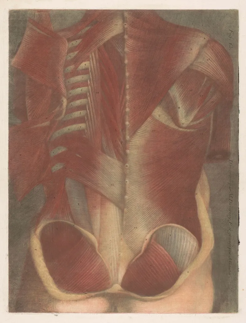 Anatomical Muscle Model Of A Male Torso Seen From Behind Wall Art by Jacques Fabien Gautier d'Agoty - High-Resolution Digital Print