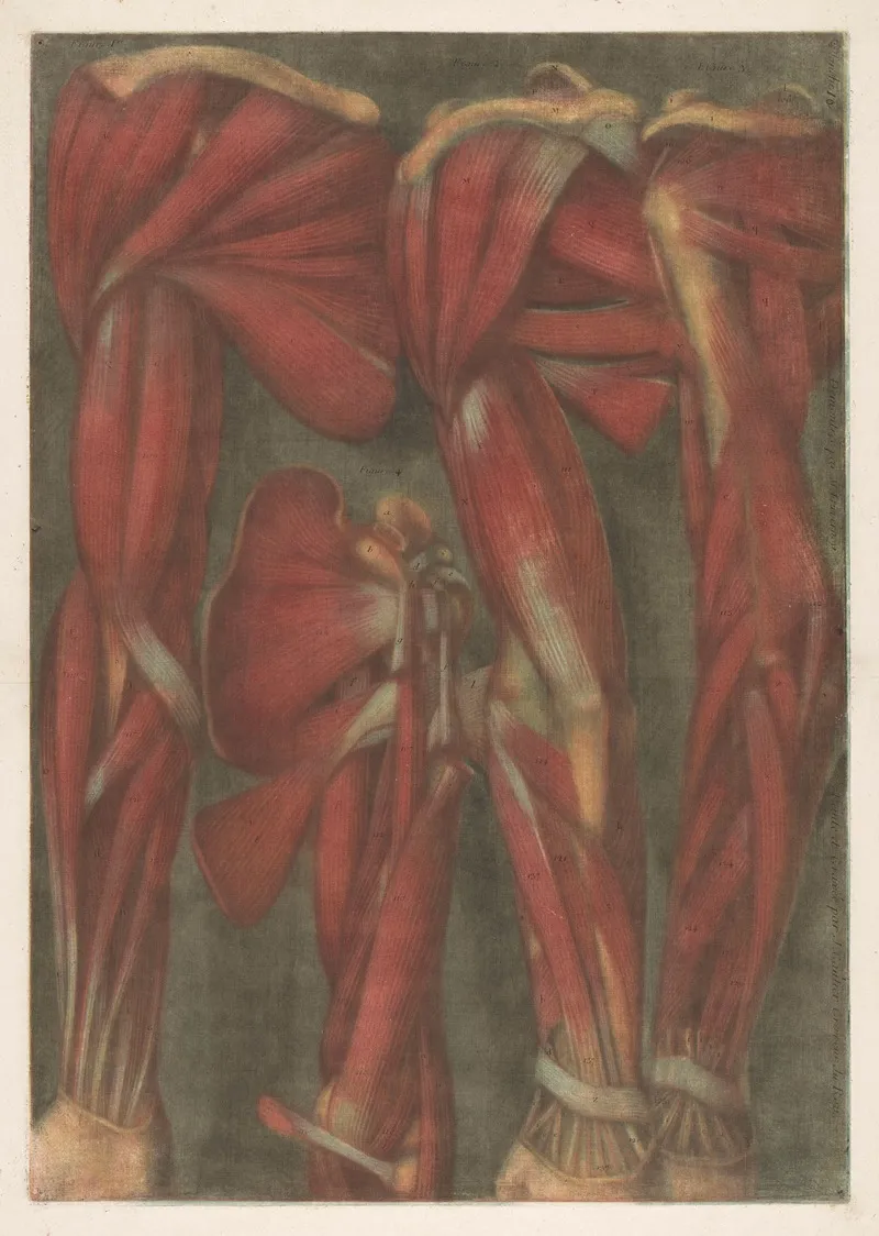 Anatomical Muscle Models Of The Arm And Shoulder Wall Art by Jacques Fabien Gautier d'Agoty - High-Resolution Digital Print