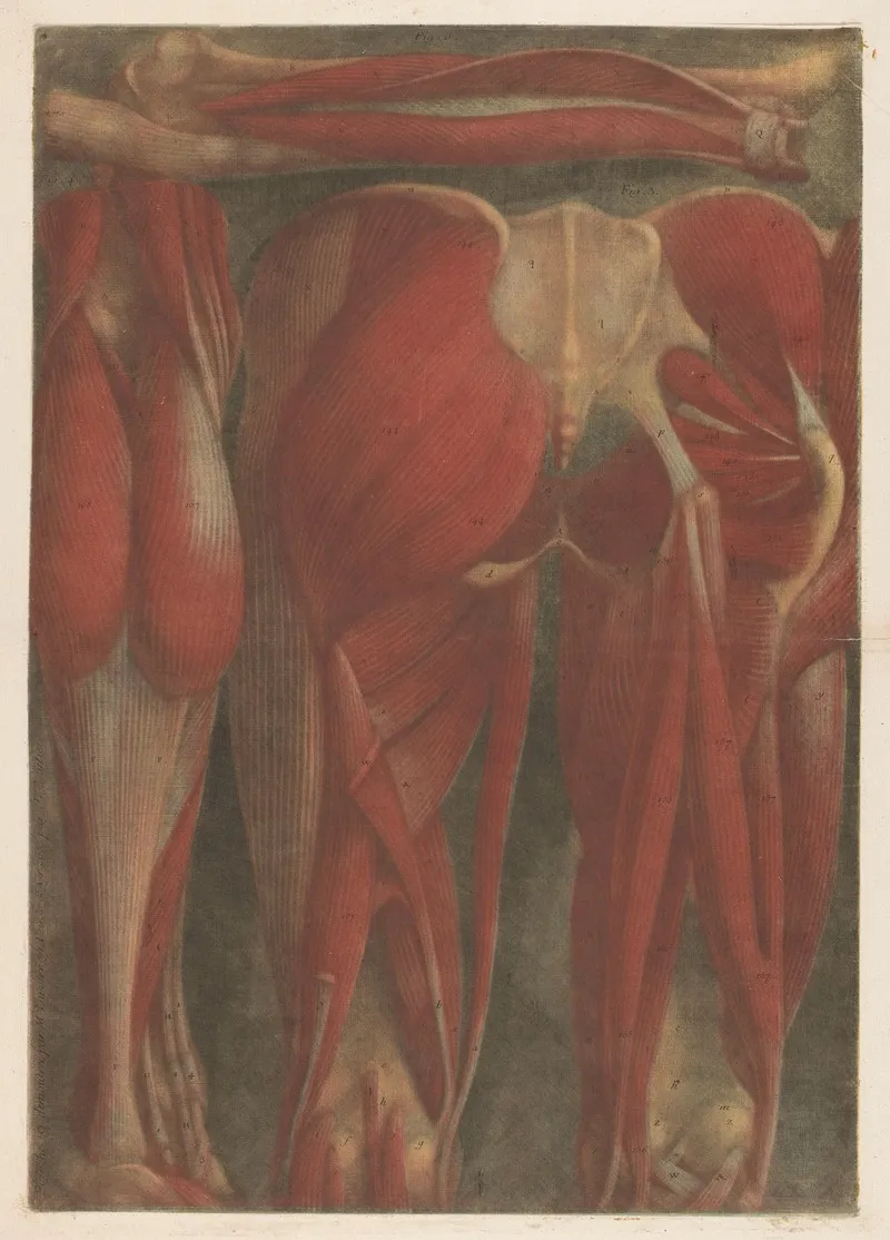 Anatomical Muscle Models Of The Back Of The Pelvis And Upper Legs Wall Art by Jacques Fabien Gautier d'Agoty - High-Resolution Digital Print