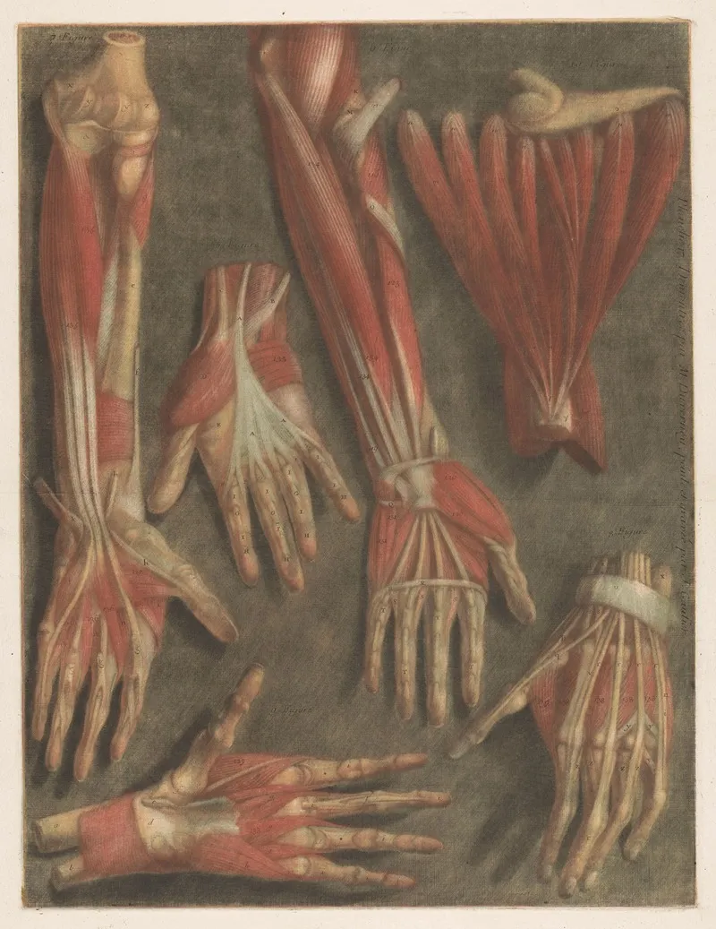 Anatomical Muscle Models Of The Hand Wall Art by Jacques Fabien Gautier d'Agoty - High-Resolution Digital Print