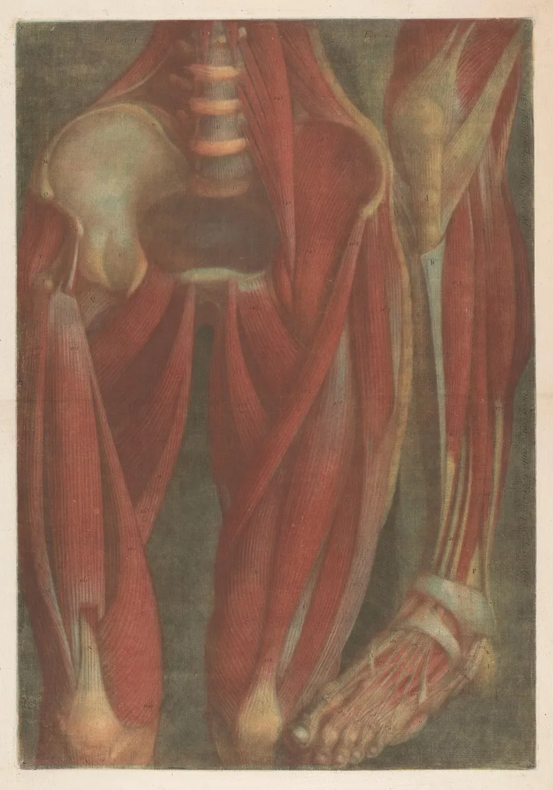 Anatomical Muscle Models Of The Pelvis And A Leg Wall Art by Jacques Fabien Gautier d'Agoty - High-Resolution Digital Print