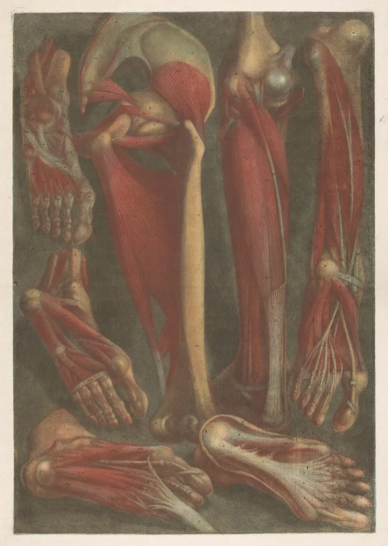 Anatomical Muscle Models Of The Shins And Feet Wall Art by Jacques Fabien Gautier d'Agoty - High-Resolution Digital Print