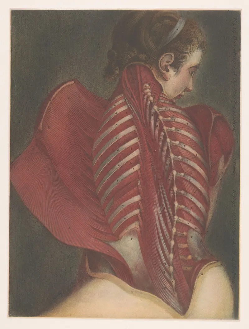 Anatomical Representation Of The Back Michel Duplain Wall Art by Jacques Fabien Gautier d'Agoty - High-Resolution Digital Print