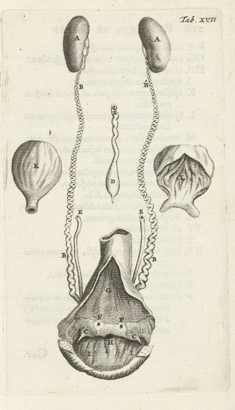 Anatomical Representation Of Various Female Genitalia Wall Art by Hendrik Bary - High-Resolution Digital Print