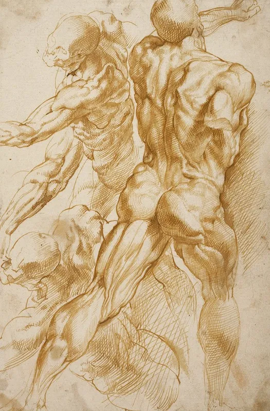Anatomical Studies 3