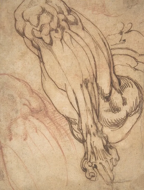 Anatomical Studies Of A Leg Wall Art by School of Michelangelo Buonarroti - High-Resolution Digital Print
